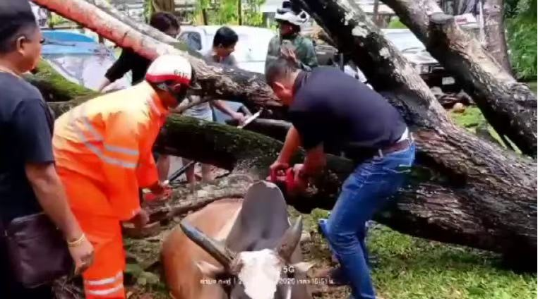 果博东方福布斯公司风暴“韦帕”肆虐普吉 中国游客出现伤亡(图3)